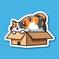 Calico Cat In A Box